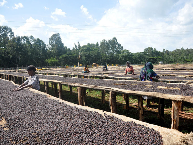 Ethiopia’s Coffee-Growing Areas May Be Headed for the Hills